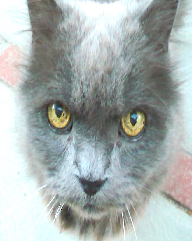 Nim on Patio Burbank 1 cropped 1 Nim on Patio Burbank 1 cropped 1